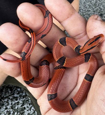 Baby Yunnan Banded Bamboo Ratsnakes