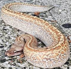 Baby Batrix Blood Pythons