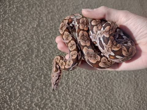 Baby Dumeril's Boas