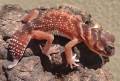 Smooth Knob Tailed Geckos Pilbarensis