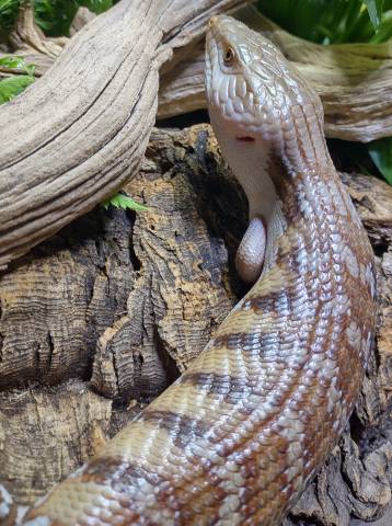 Medium Northern Blue Tongue Skinks