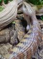 Medium Northern Blue Tongue Skinks