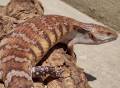 Medium Northern Blue Tongue Skinks