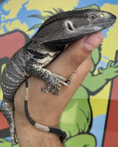 Small Black Throat Monitors