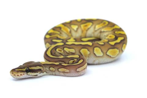 Baby Mojave Yellow Belly Ghost Ball Pythons