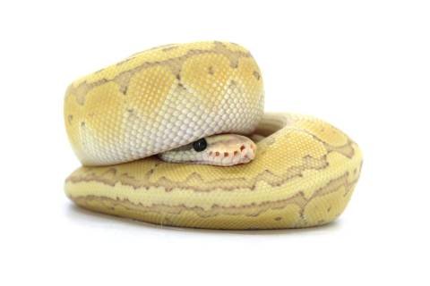 Baby Lemonblast Butter Ghost Ball Pythons