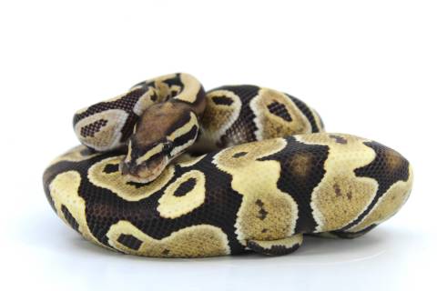 Baby Desert Ghost Ball Pythons