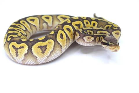 Baby Pastel Mojave Ghost Ball Pythons