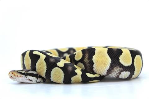 Baby Pastel Chocolate Desert Ghost Ball Pythons