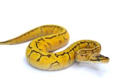 Baby Lemonblast Enchi Yellow Belly Ball Pythons