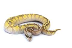 Baby Super Pastel Butter Enchi Ghost Ball Pythons