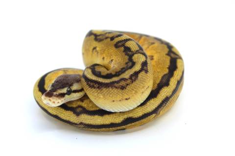 Baby Enchi Pinstripe Desert Ghost Ball Pythons