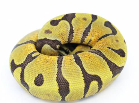 Baby Super Enchi Ghost Ball Pythons