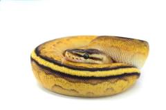 Baby Pastel Yellow Belly Striped Ball Pythons