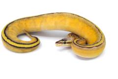 Baby Super Pastel Yellow Belly Stripe Ball Pythons