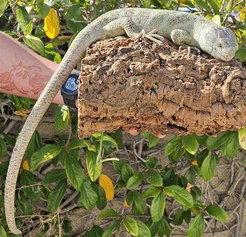 Prehensile Tailed Skinks