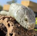 Prehensile Tailed Skinks