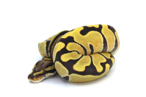 Baby Pastel Enchi Desert Ghost Ball Pythons