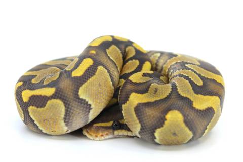 Baby Chocolate Enchi Ghost Ball Pythons