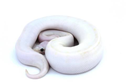 Baby Super Pastel Ivory Ball Pythons