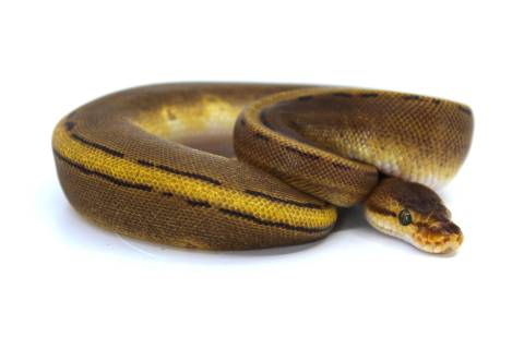 Baby Pinstripe Yellow Belly Stripe Ball Pythons