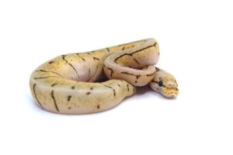 Baby Spinner Blast Ball Pythons