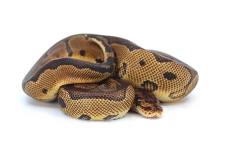 Baby Clown Ball Pythons