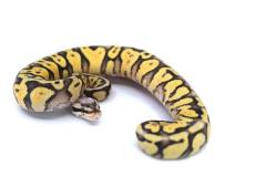 Baby Super Pastel Yellow Belly Ball Pythons