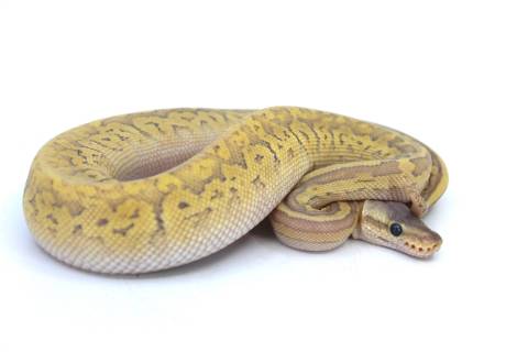 Baby Lemonblast Mojave Ghost Ball Pythons