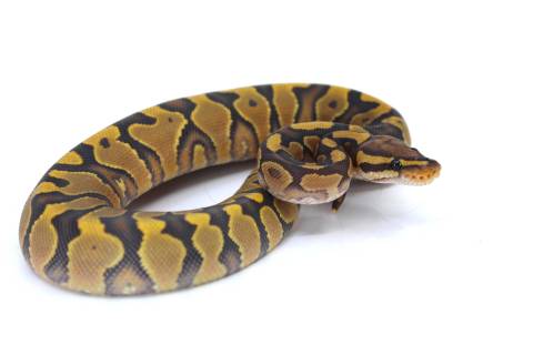 Baby Enchi Yellow Belly Ghost Ball Pythons