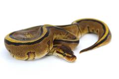 Baby Yellow Belly Striped Ball Pythons