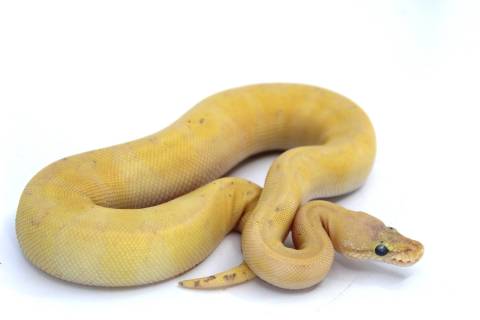 Baby Pastel Enchi Mimosa Ball Pythons