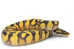 Baby Pastel Enchi Yellow Belly Ghost Ball Pythons