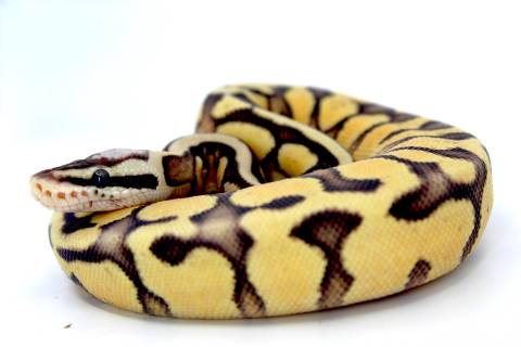 Baby Super Pastel Enchi Spector Ball Pythons