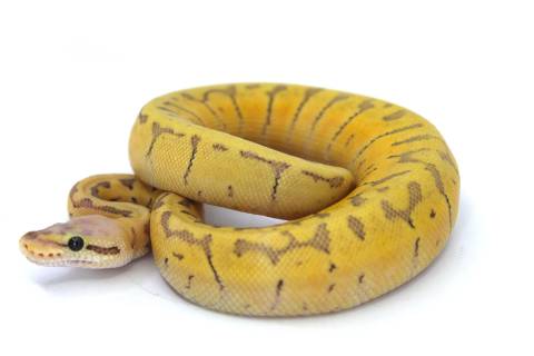 Baby Lemonblast Enchi Vanilla Ghost Ball Pythons