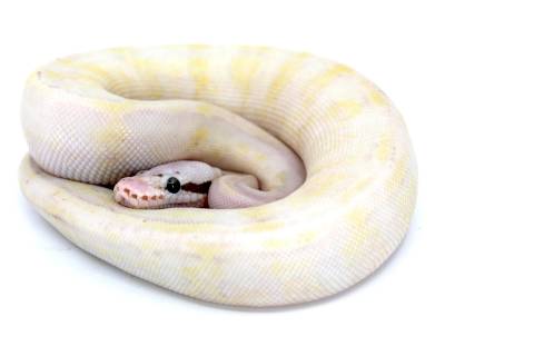 Baby Super Pastel Super Striped Ball Pythons