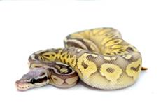 Baby Super Pastel Butter Ghost Ball Pythons