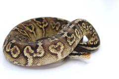 Baby Pewter Yellow Belly Ball Pythons