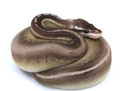 Baby Lemonblast Chocolate Ball Pythons