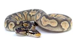 Baby Pewter Chocolate Enchi Ghost Ball Pythons