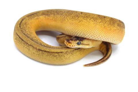 Baby Lemonblast Yellow Belly Stripe Ball Pythons