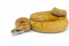 Baby Superblast Enchi Yellow Belly Ball Pythons