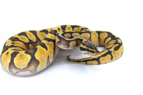 Baby Pastel Enchi Ghost Ball Pythons