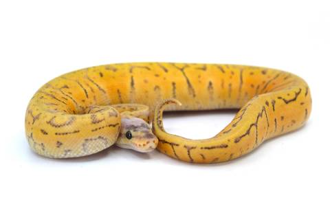 Baby Superblast Spector Ball Pythons