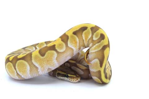 Baby Butter Enchi Ghost Ball Pythons