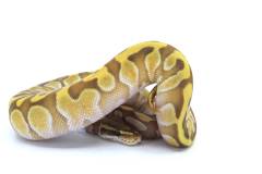 Baby Butter Enchi Ghost Ball Pythons