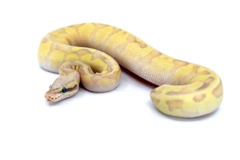 Baby Super Pastel Enchi Vanilla Ghost Ball Pythons