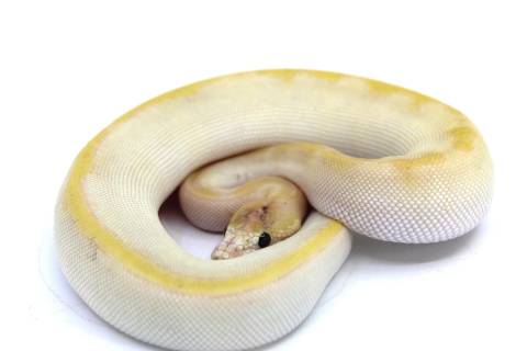 Baby Butter Enchi Champagne Ball Pythons