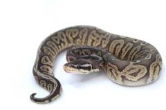 Baby Pewter Ghost Ball Pythons