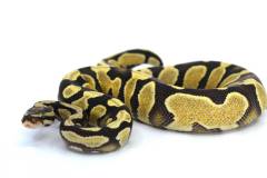 Baby Yellow Belly Desert Ghost Ball Pythons